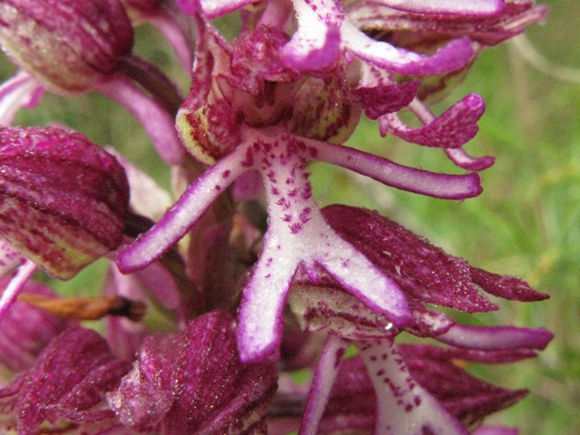 trattasi di orchis militaris....simia...o purpurea???